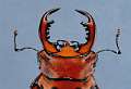 Homoderus mellyi male
